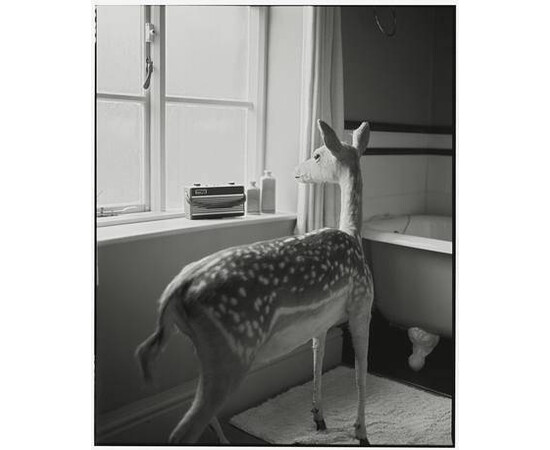 Deer in the Bathroom-2  - Limited Edition Photograph Vikram Kushwah for sale with Crypto Emporium