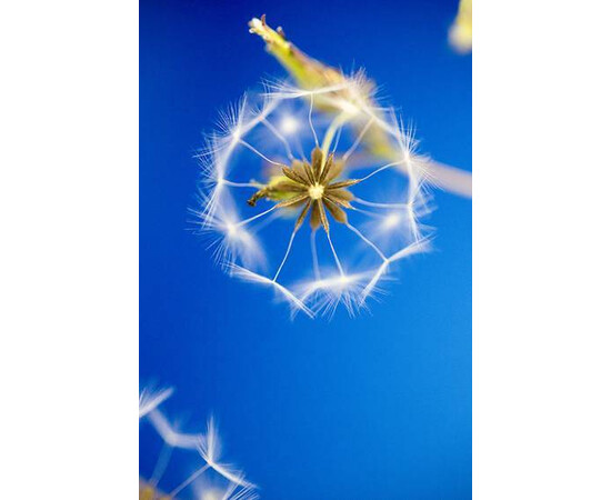 Dandelion - Limited Edition of 15 Photograph Ziesook You for sale with Crypto Emporium